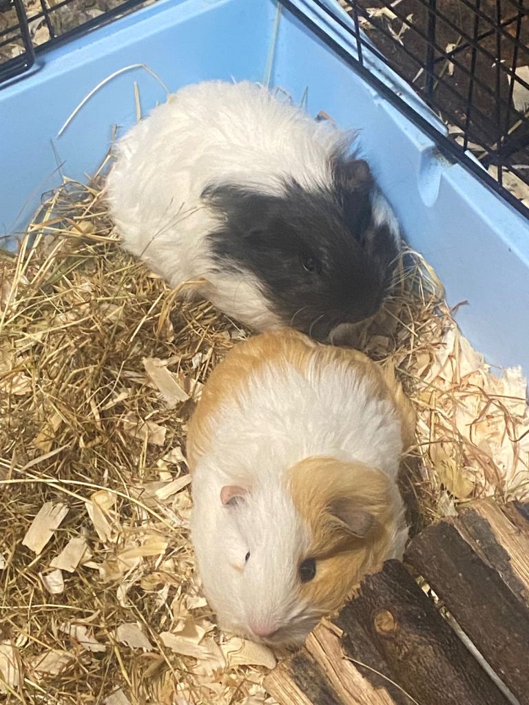 Young Guinea pigs 