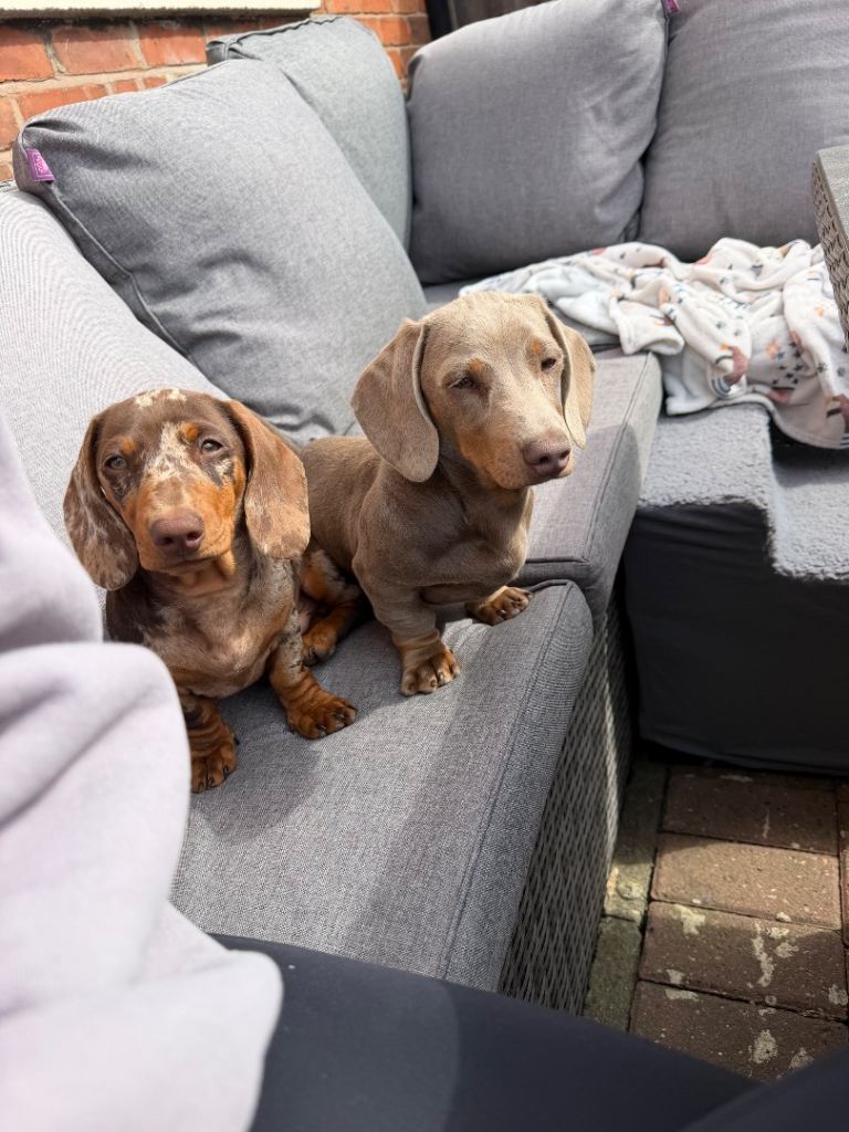 Mini dachshund puppies 