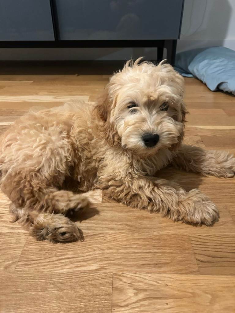Beautiful Cockapoo puppy for sale - E14