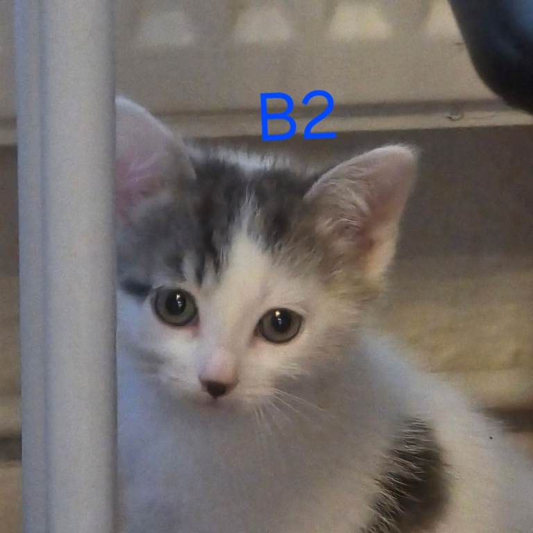 4 Kittens for sale, ready to go