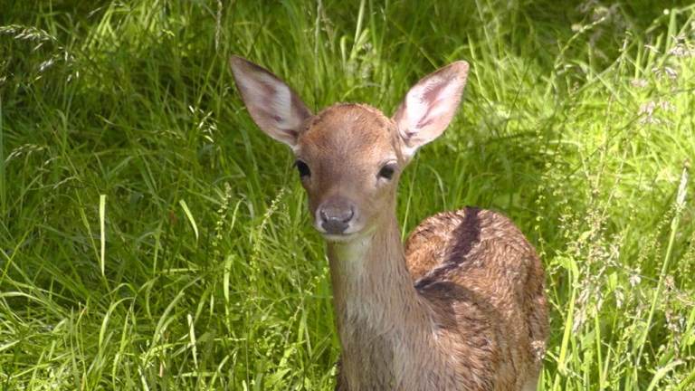 Room to rent in wildlife sanctuary 