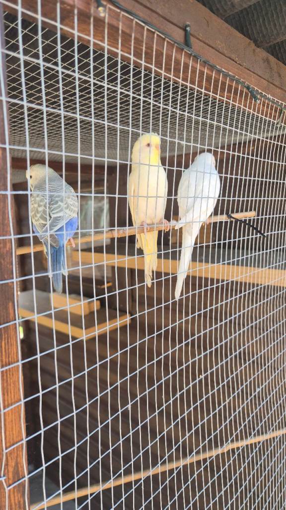 Budgies 