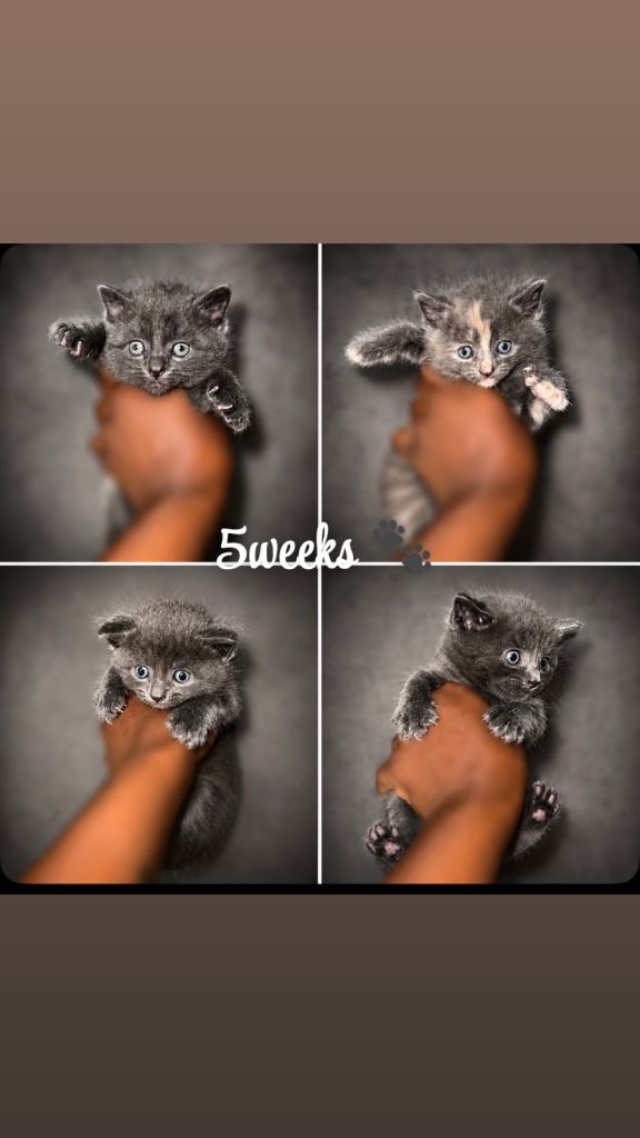 Beautiful blue and grey tortie kittens 