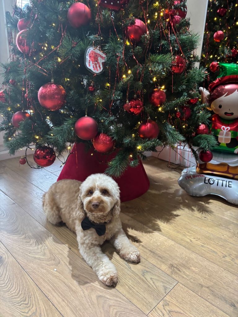 5 Cockapoo puppies for sale