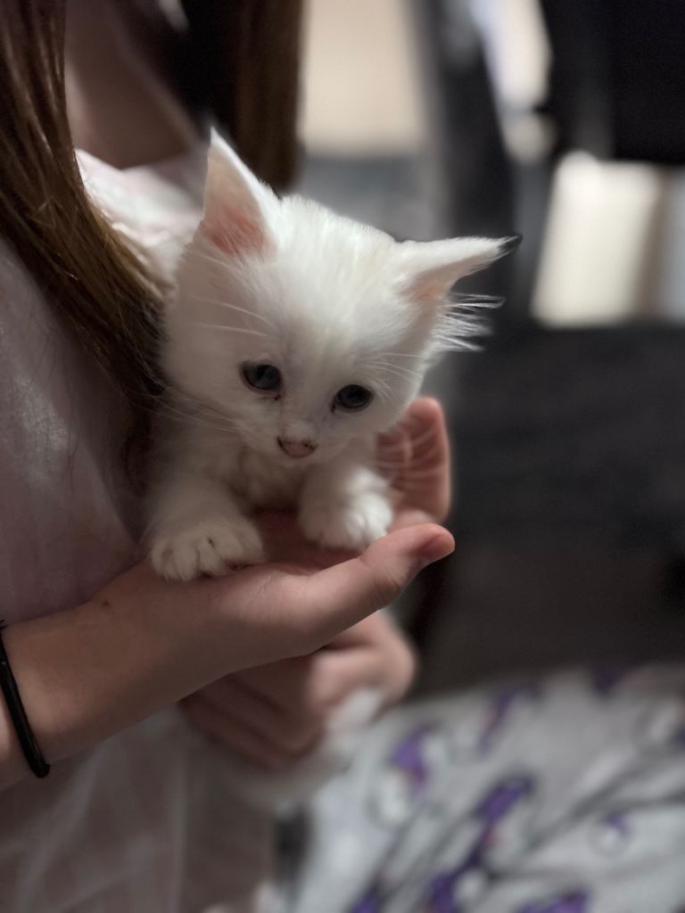 Turkish Angora white kitten