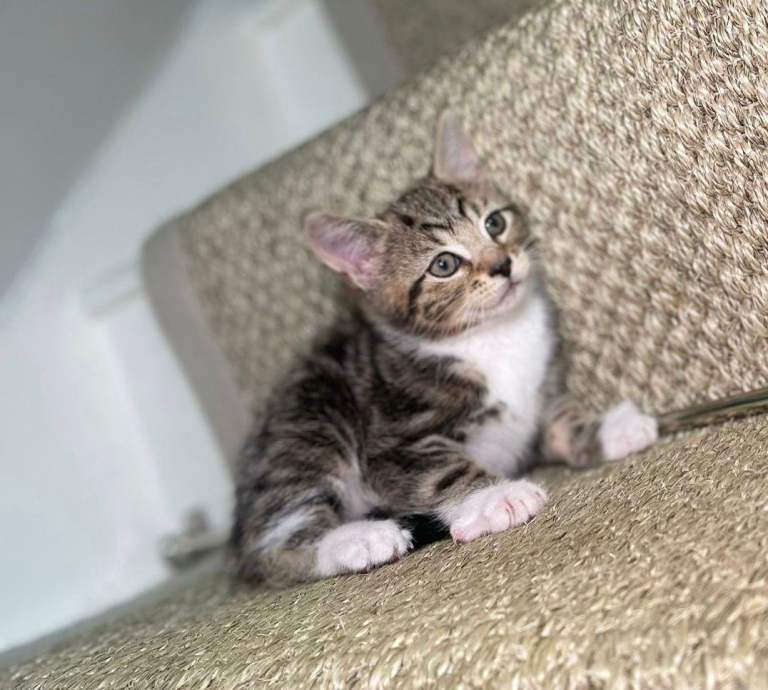 Tabby kittens available now for there forever home 