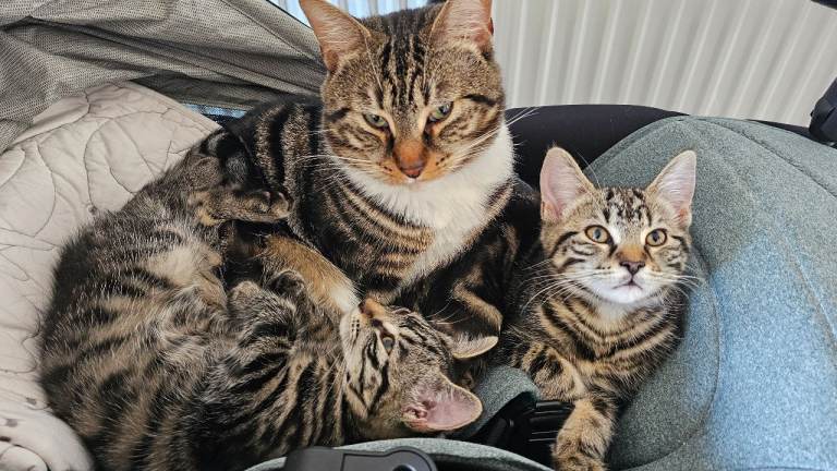Maine coon x tabby