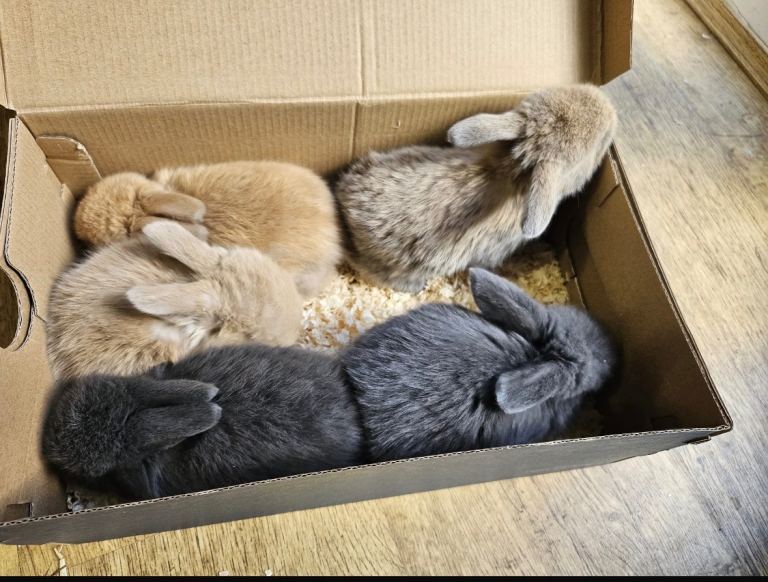 5 Mini Lop Bunnies