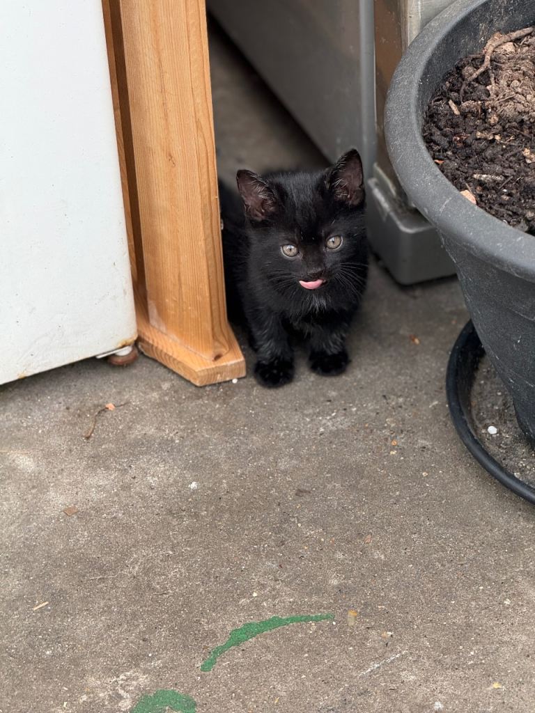 Lovely kitten for sale