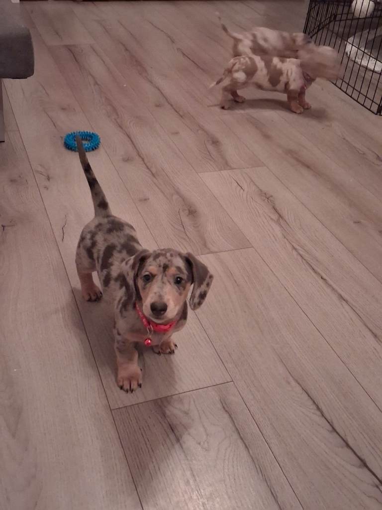 image for Smooth haired miniature dachsund puppys for sale 