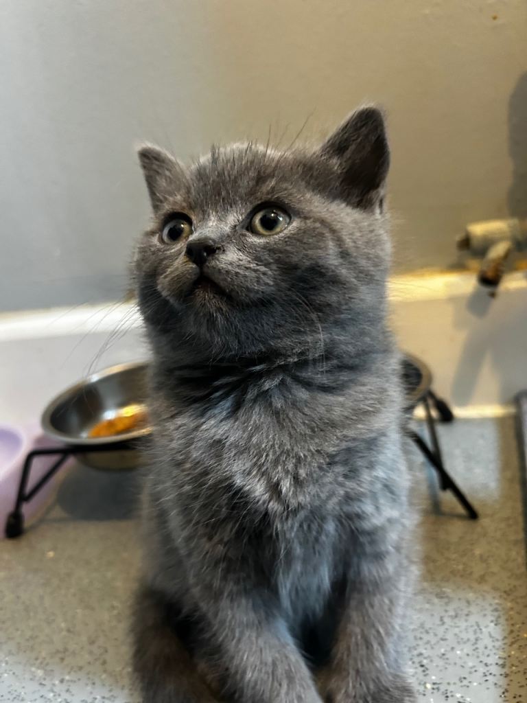 Kittens for sale, ready this week!