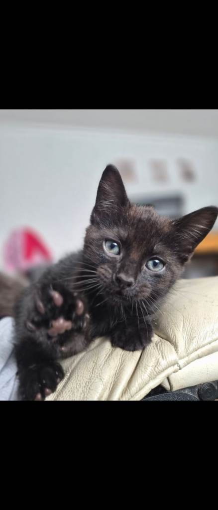 Boy kitten