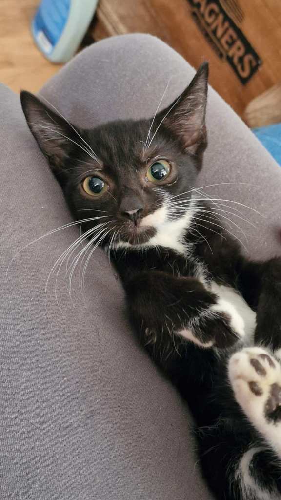 Gorgeous Black British Short hair Kittens : 2 Months  1 Girl & 2 Boys  London