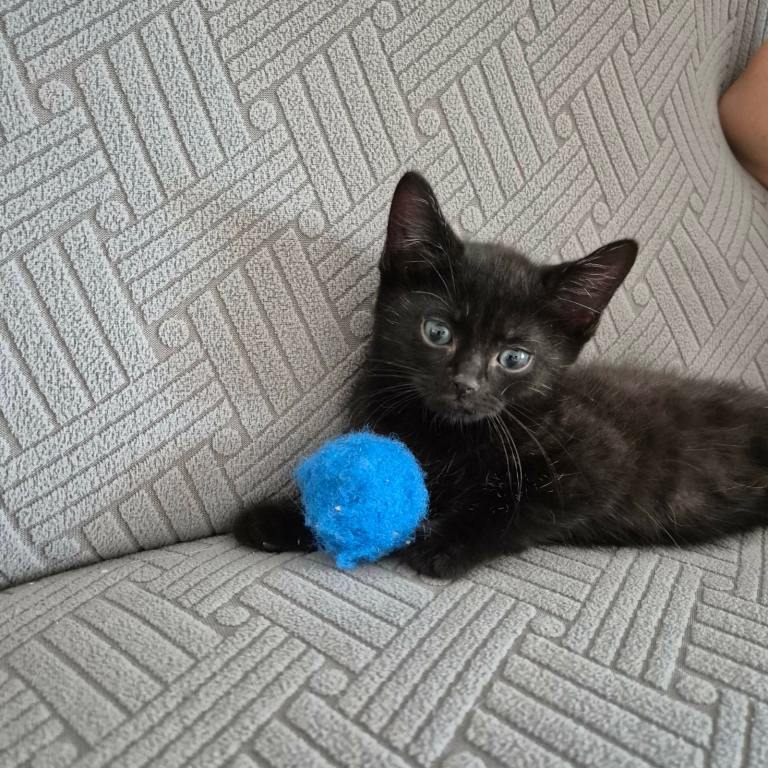 Last gorgeous black boy left part main coone x Siamese chocolate point 