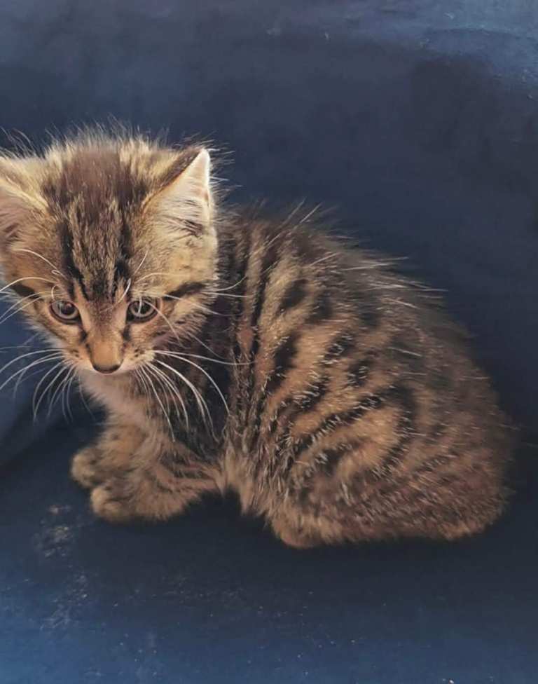 Beautiful Kittens – Ready Now 🐾
