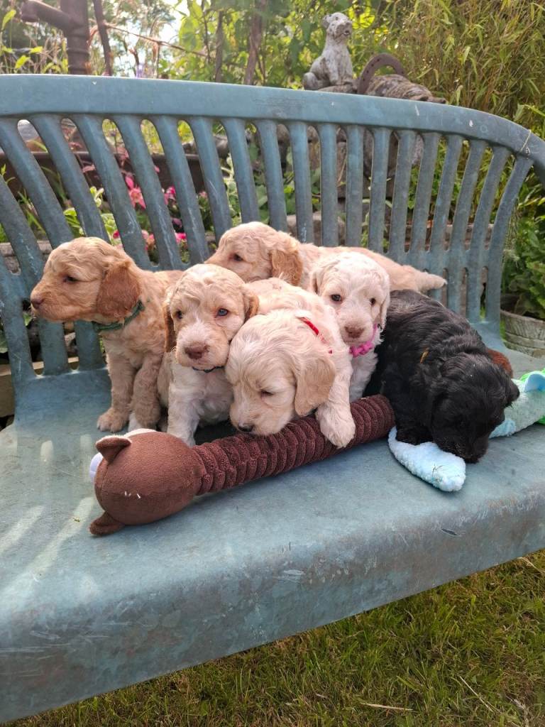 Beautiful Cockapoo Puppies For Sale 