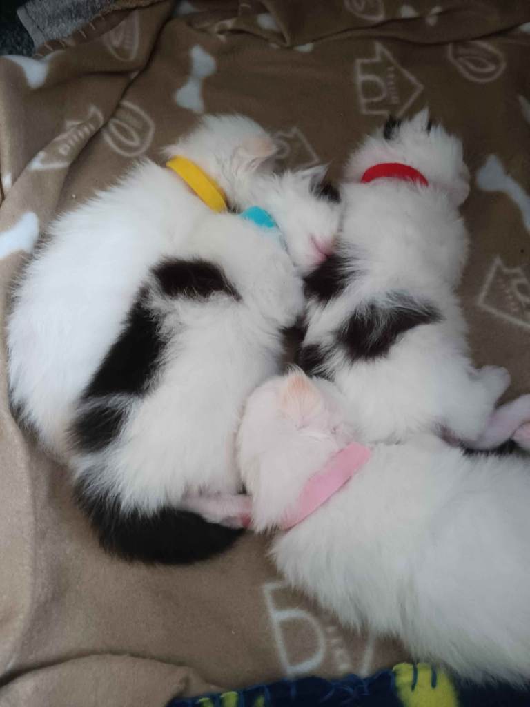 Ragdoll x Kittens For Sale