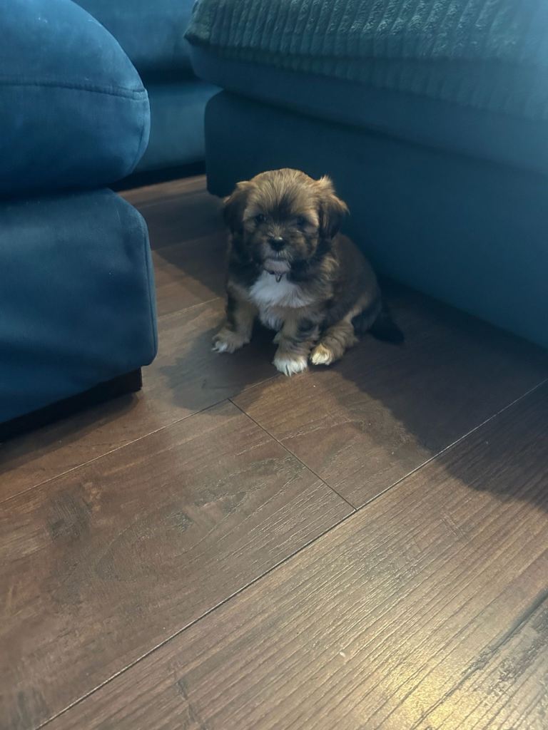 Beautiful litter of Lhasa poo puppies 