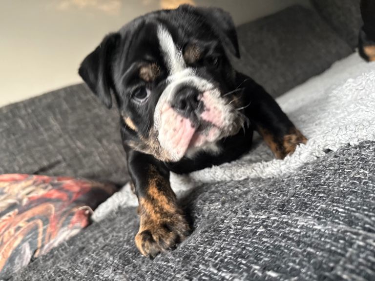CHUNKY OLDE ENGLISH BULLDOG MALE PUP READY NOW 