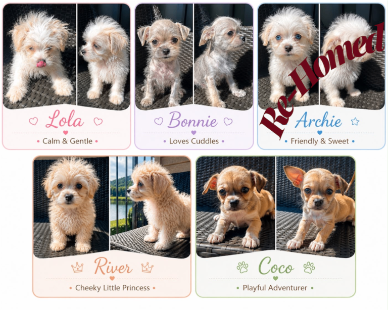 Super cute mix breed puppies looking for new home 