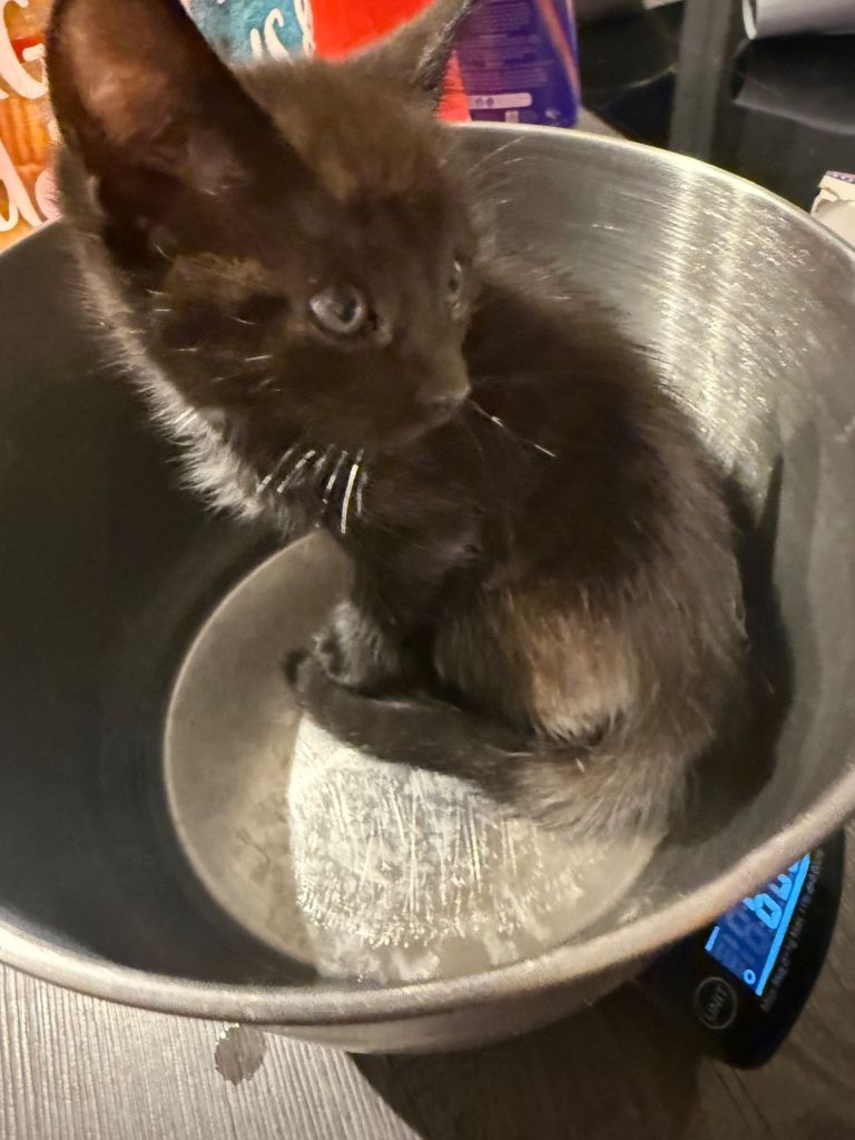 Kittens