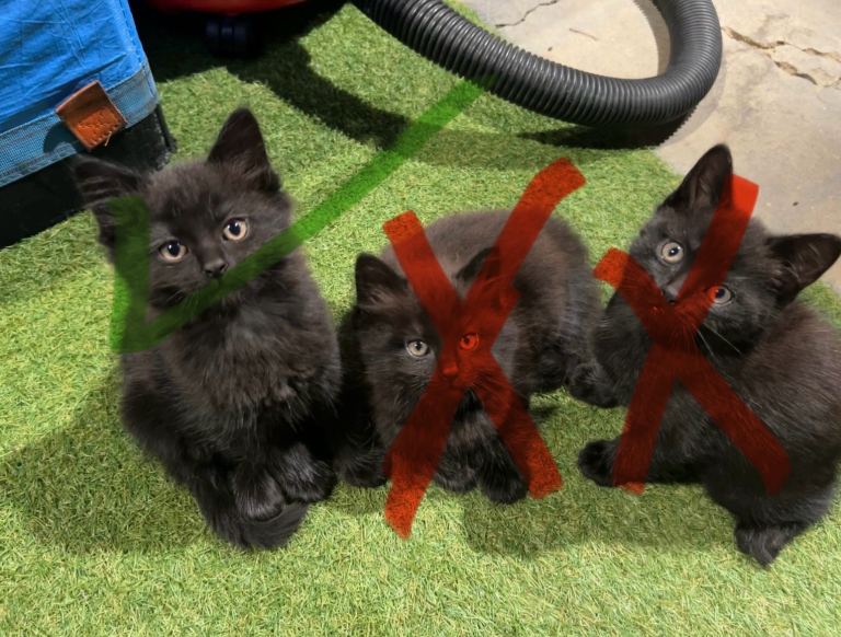 Black kittens 