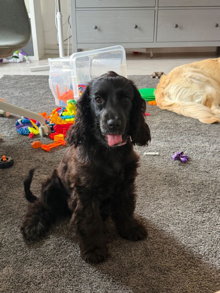 Beautiful Female Cocker Spaniel Puppy