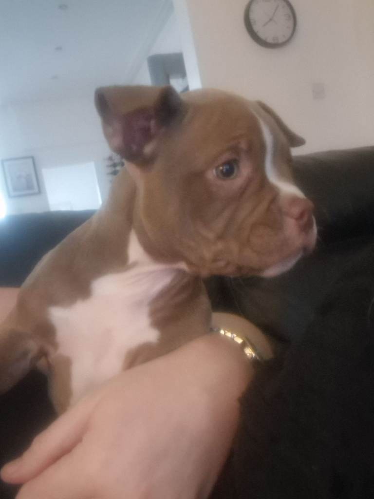 Last Remaining Female Pocket Bully Puppy – Ready Now!