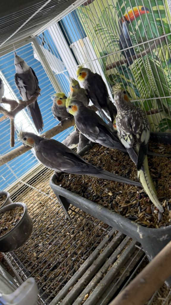 Cockatiels Glasgow 