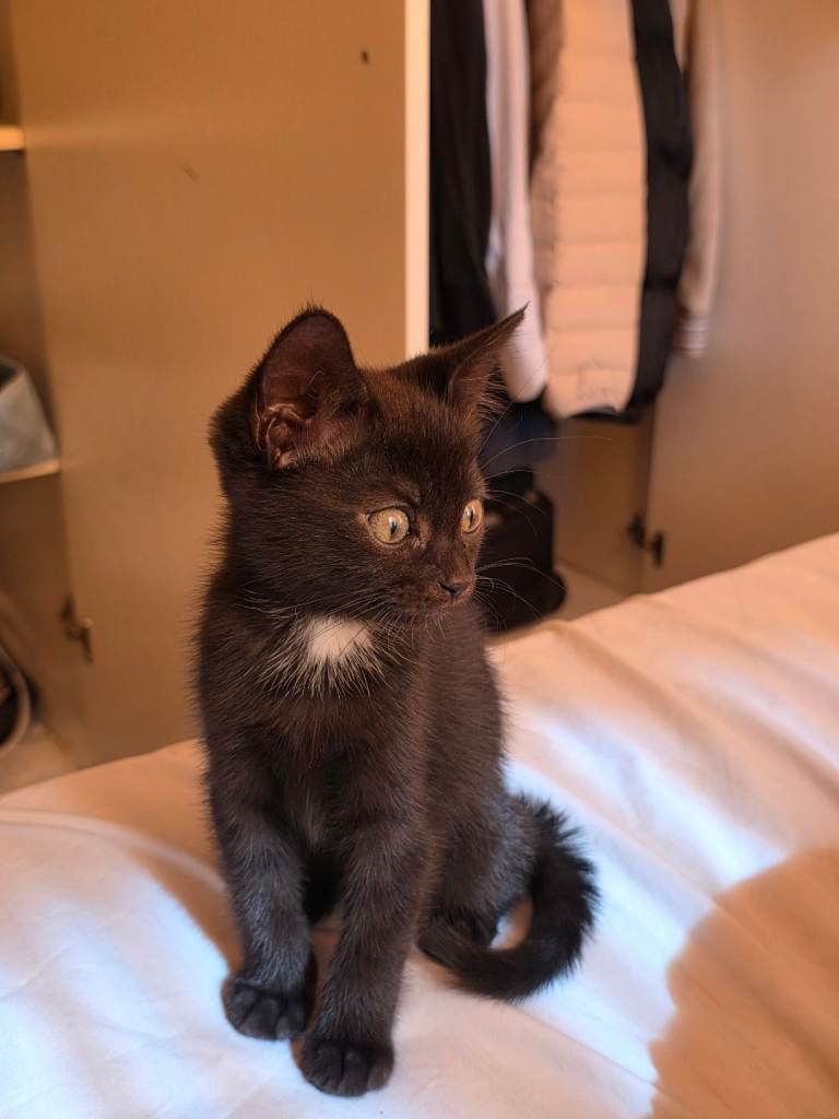 5 Kittens. Ready to leave