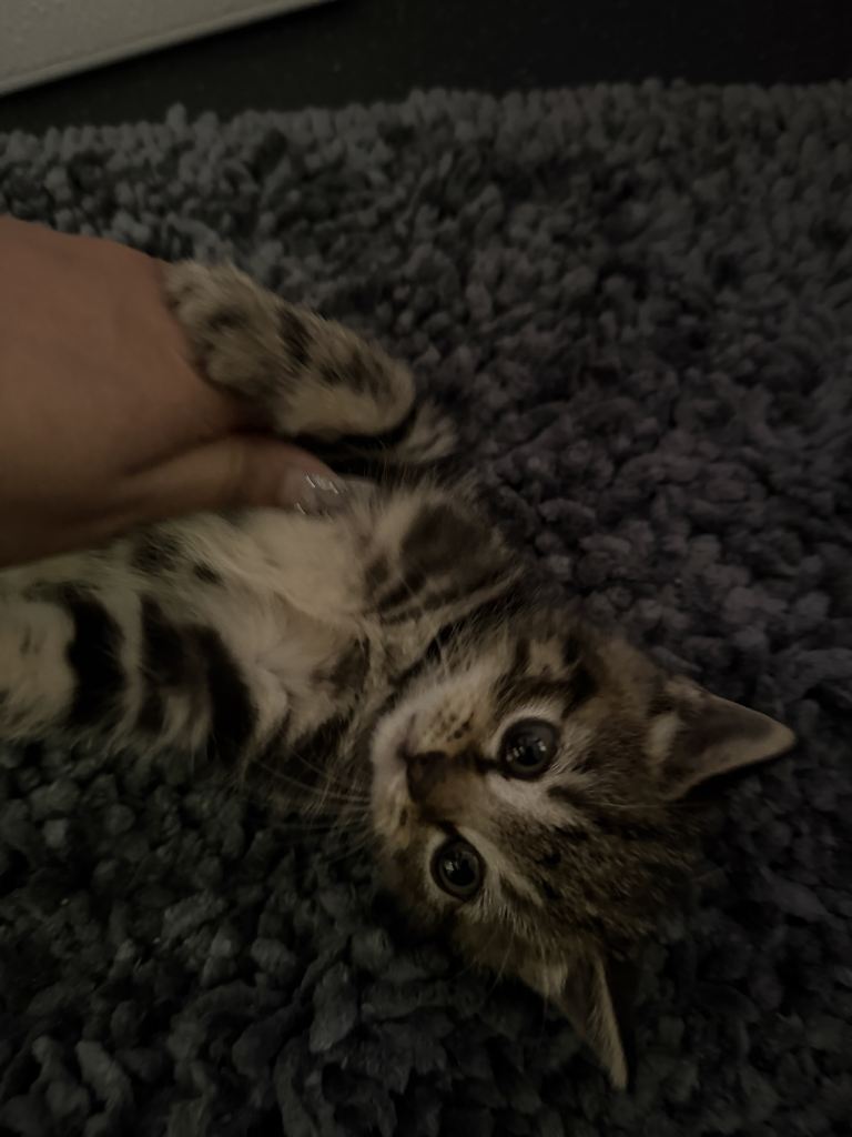 Adorable British Shorthair Kitten Looking for a loving forever home❤️🐾