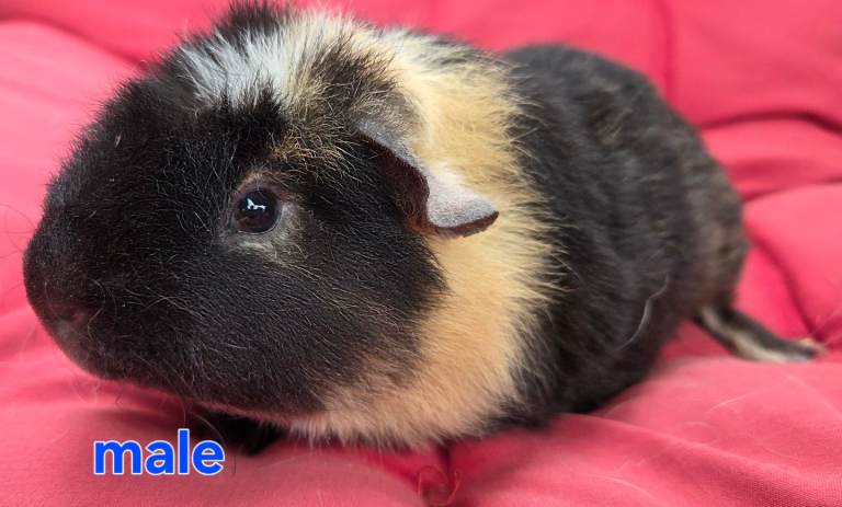 Fluffy sweet  Male  Guineapig
