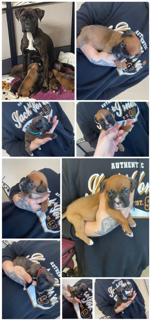 Beautiful boxer boy puppies 