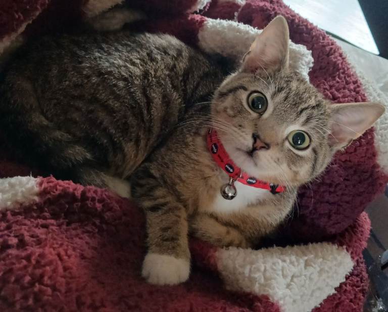 Gorgeous male kitten