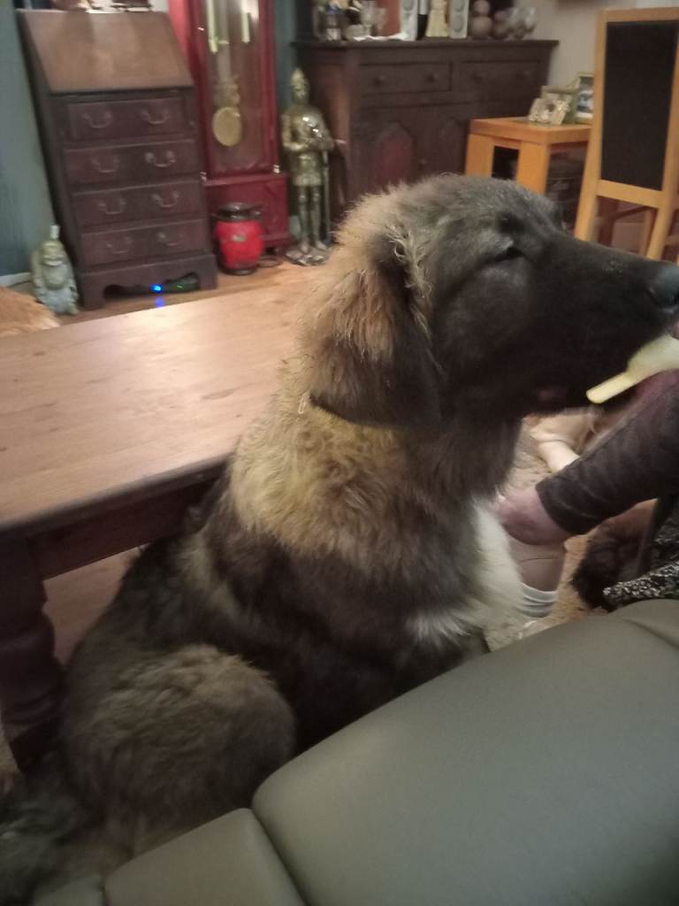 Beautiful Caucasian boy 5 months 