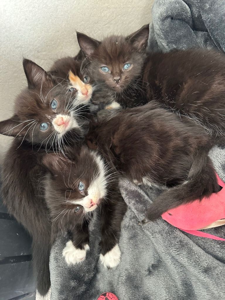 4 Beautiful Kittens Looking for Loving Homes