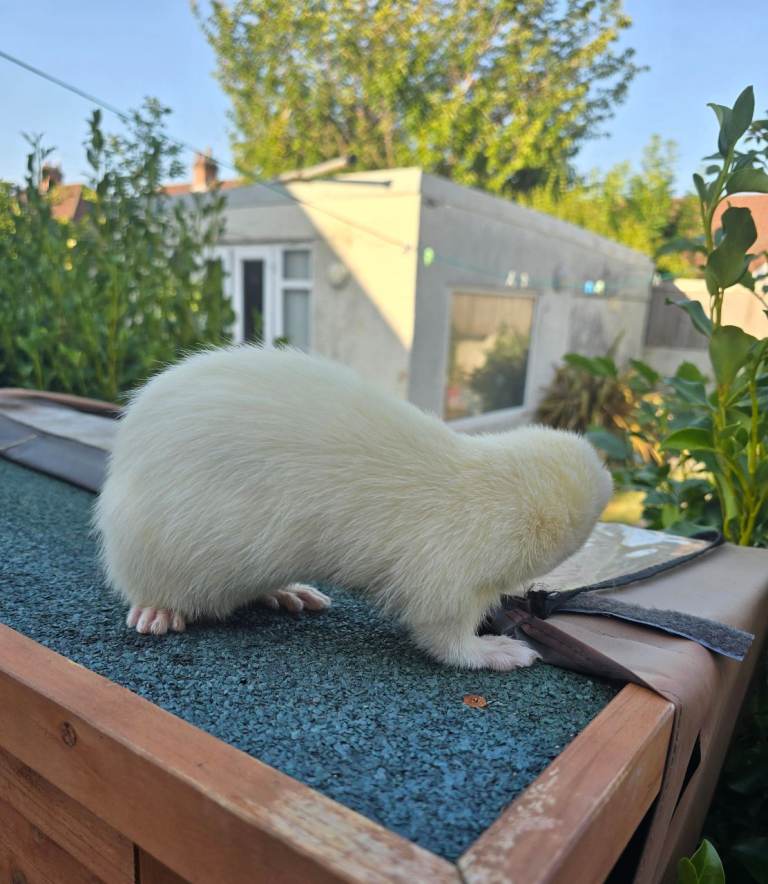 Stunning part angora kits for sale