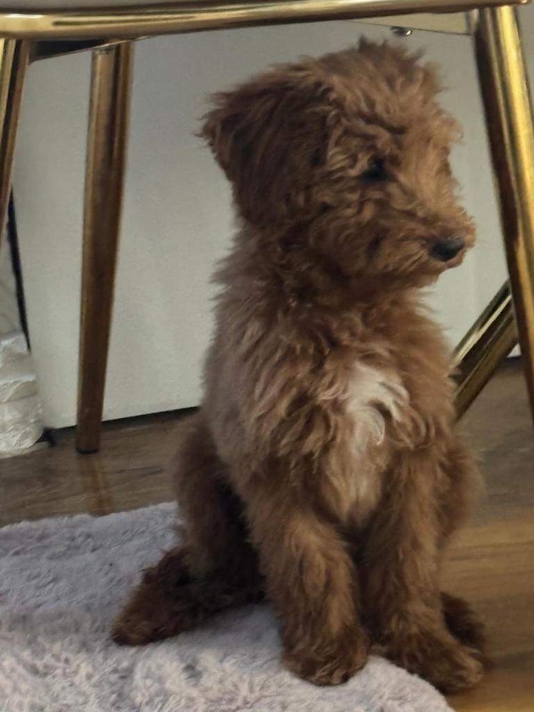 Goldendoodel puppy ready for new home 