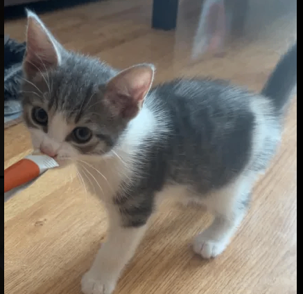 2 gorgeous kittens for sale