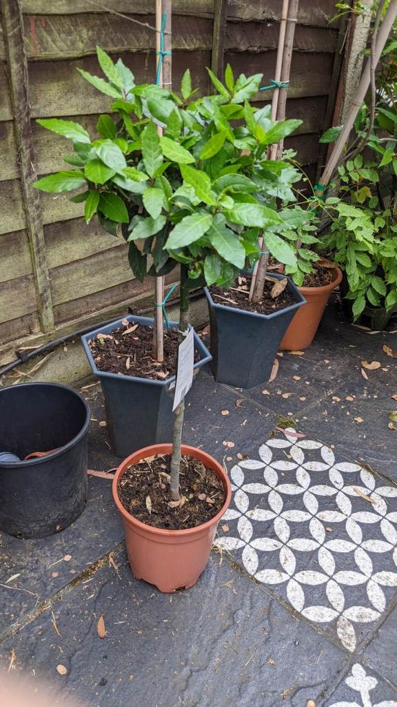 Stunning Bay Tree 🌿