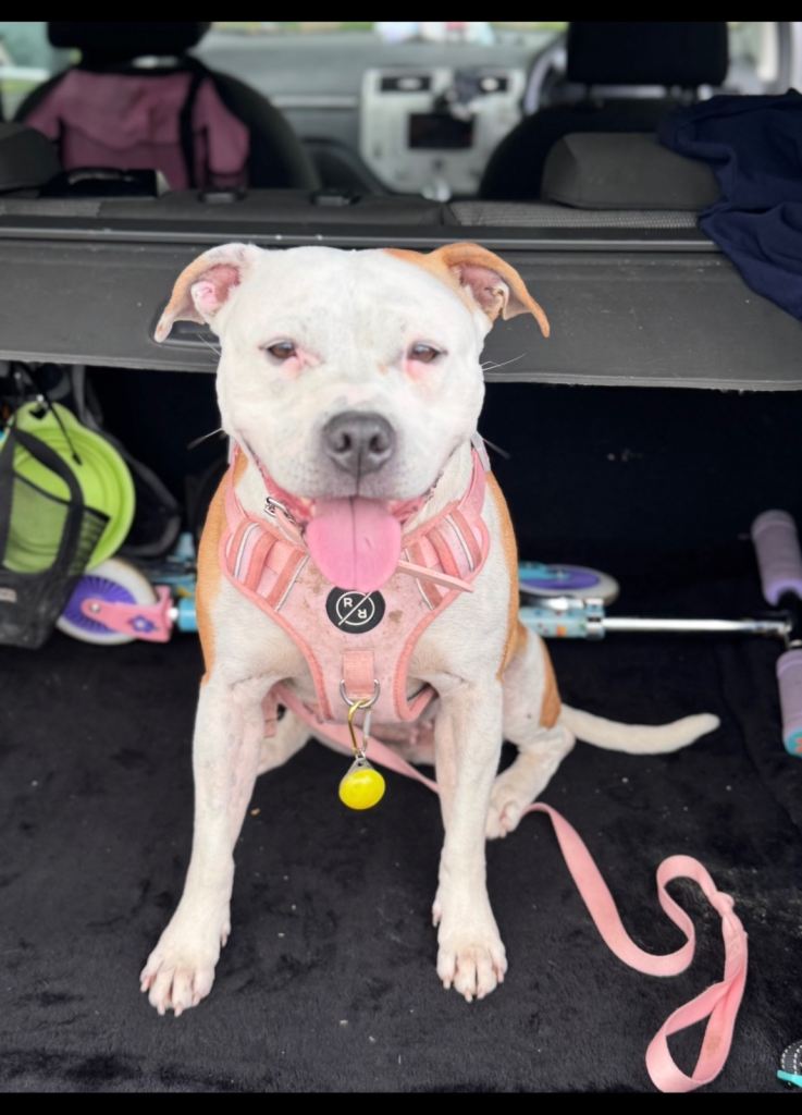 Staffy for sale 