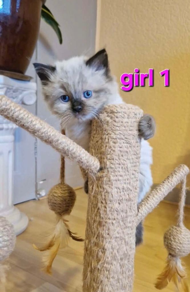 5 Gorgeous Purebred Ragdoll Kittens 