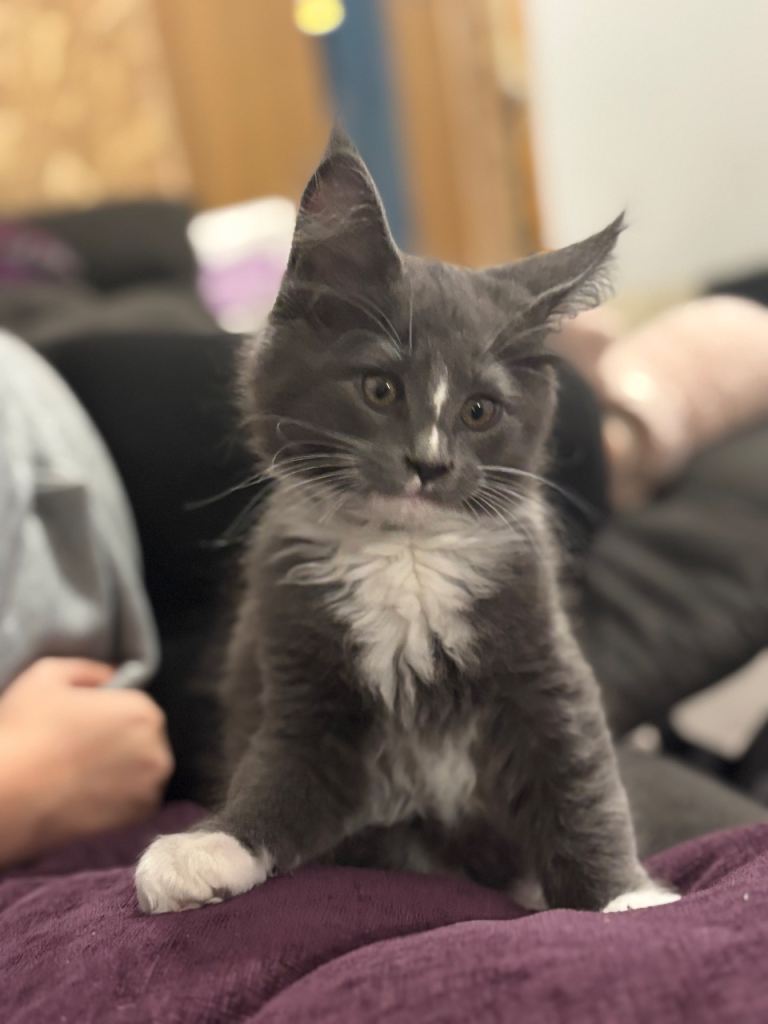 Registered maine coon kittens