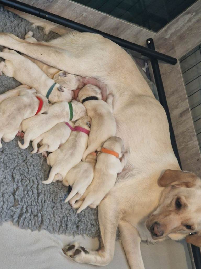 Labrador puppies
