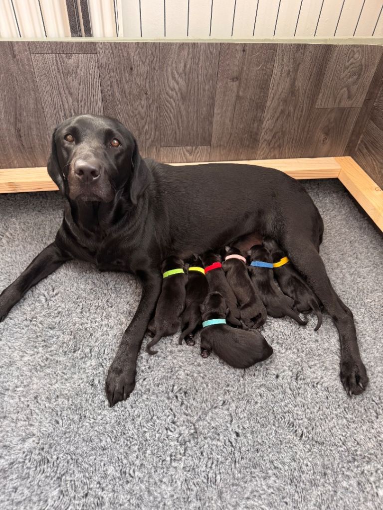 Litter of black Labrador puppies 