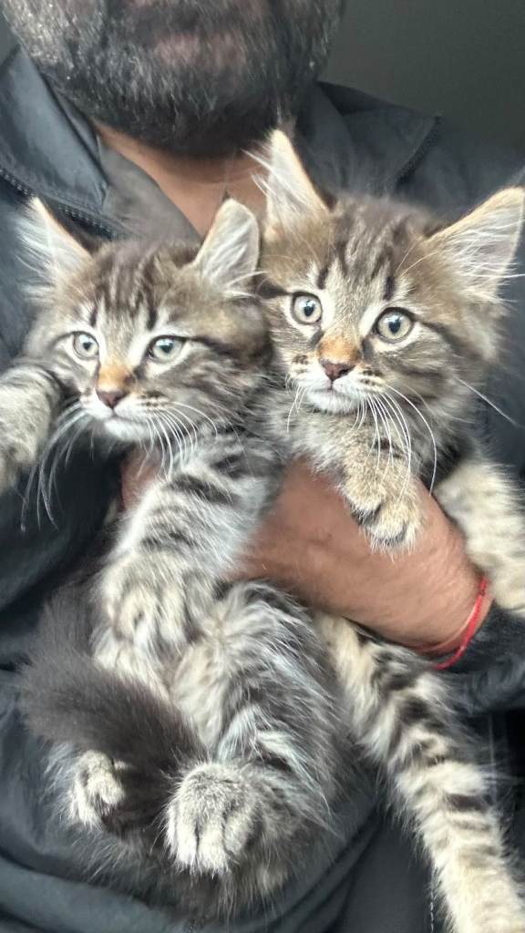 Stunning litter of Maine coon kittens ready now