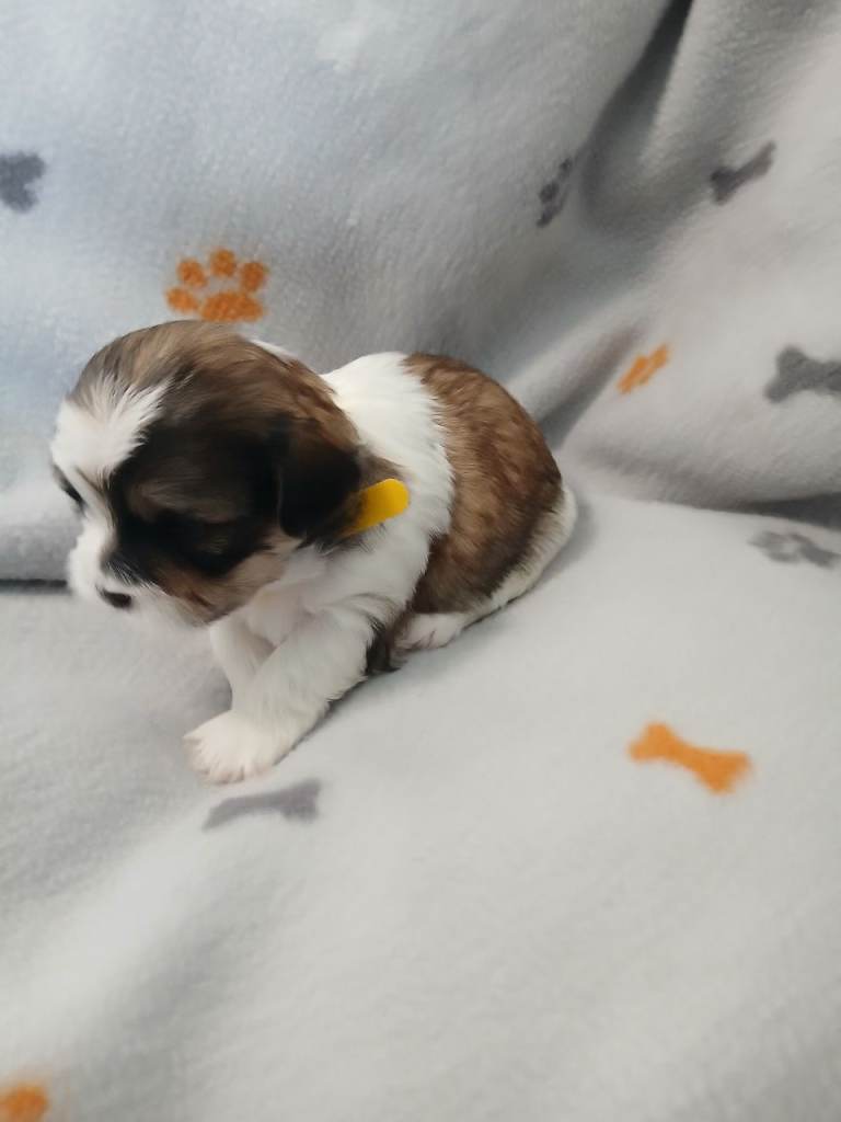 Malshi Puppies For Sale 