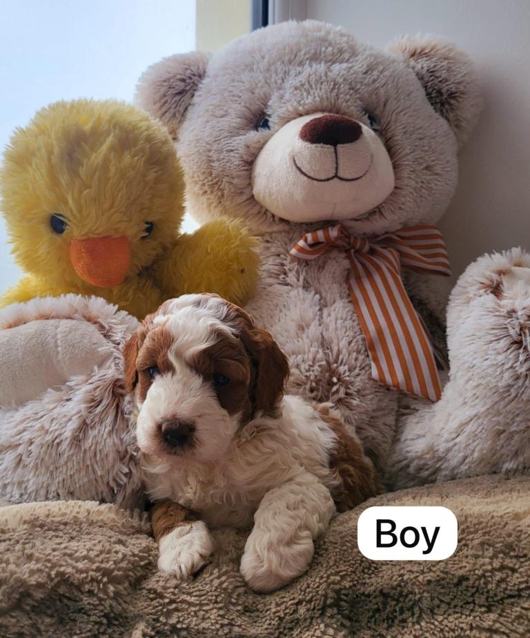 Cavapoo puppies f2 looking for new families 
