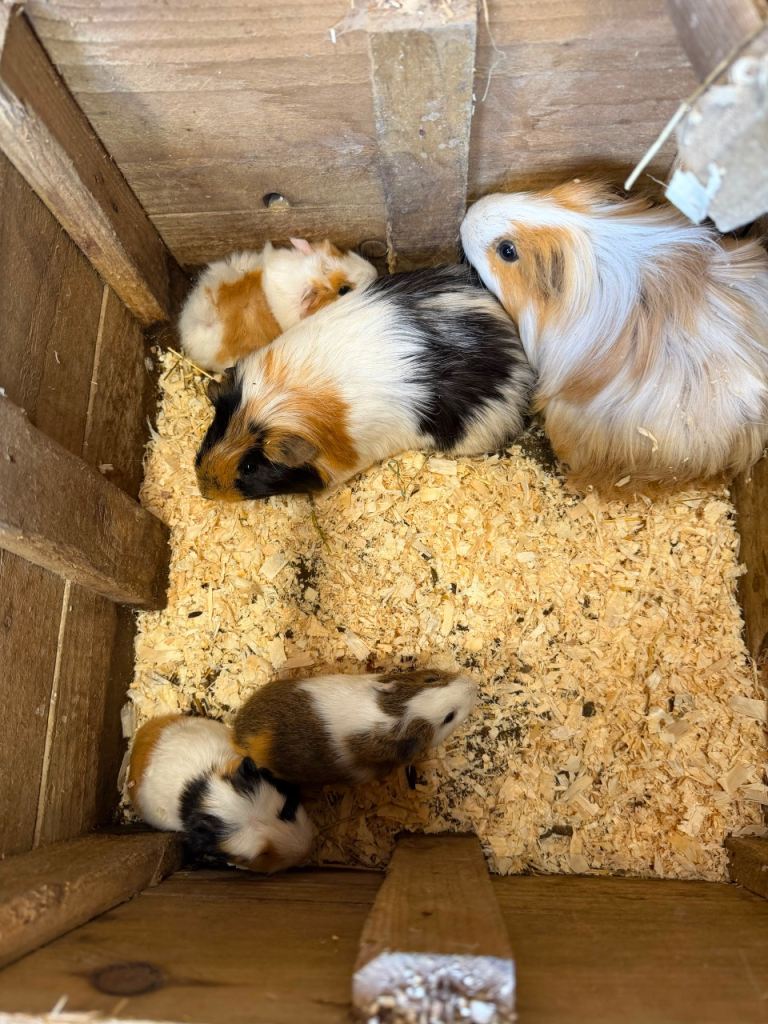 Guinea pigs for sale 