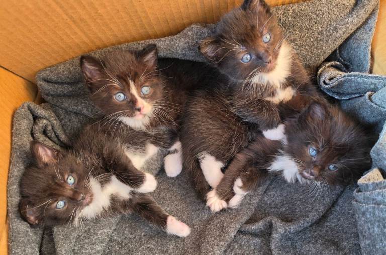 Kittens for sale 